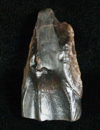 Large Triceratops Shed Tooth - #5695